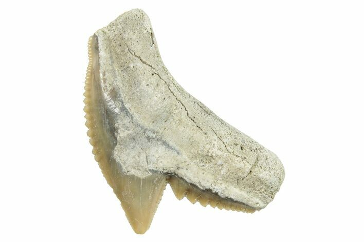 Fossil Tiger Shark (Galeocerdo) Tooth - Aurora, NC #253726